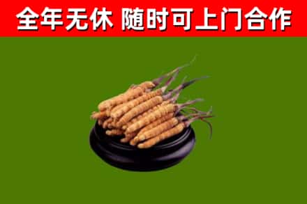 安龙烟酒回收冬虫夏草.jpg